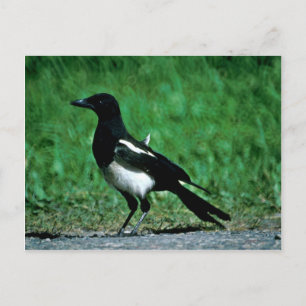 Magpie Postcard