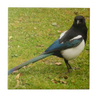 Magpie Tile