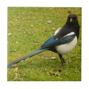 Magpie Tile