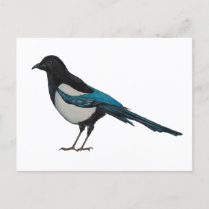 Magpie wall art postcard