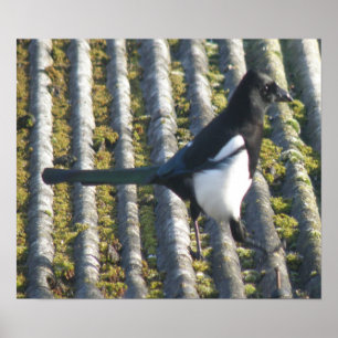 Magpie with a beady eye Print