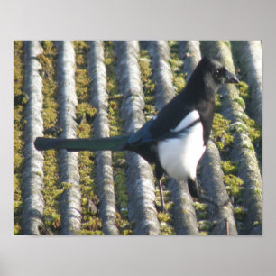 Magpie with a beady eye Print