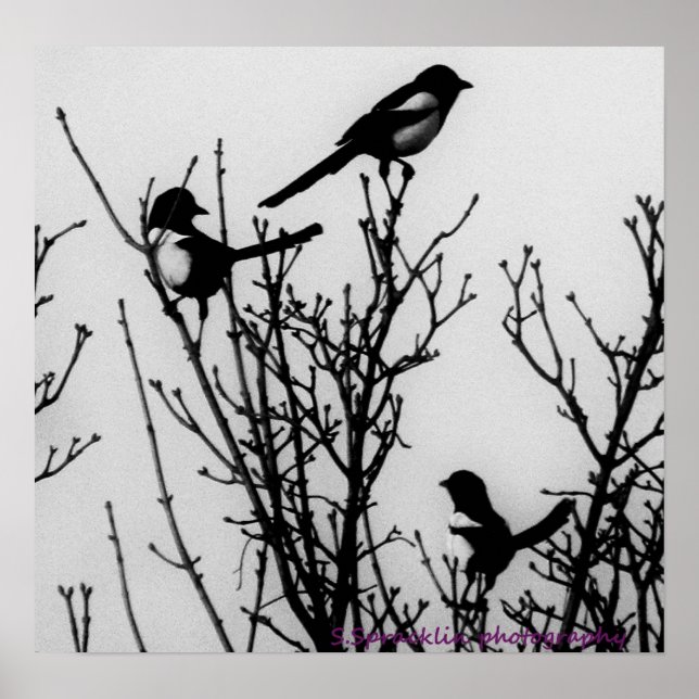 Magpies is Holland Poster (Front)