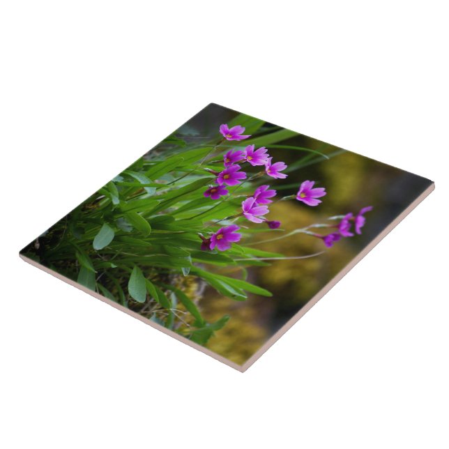 Maguire Primrose Wildflower Photo © Sandy Long Ceramic Tile (Side)