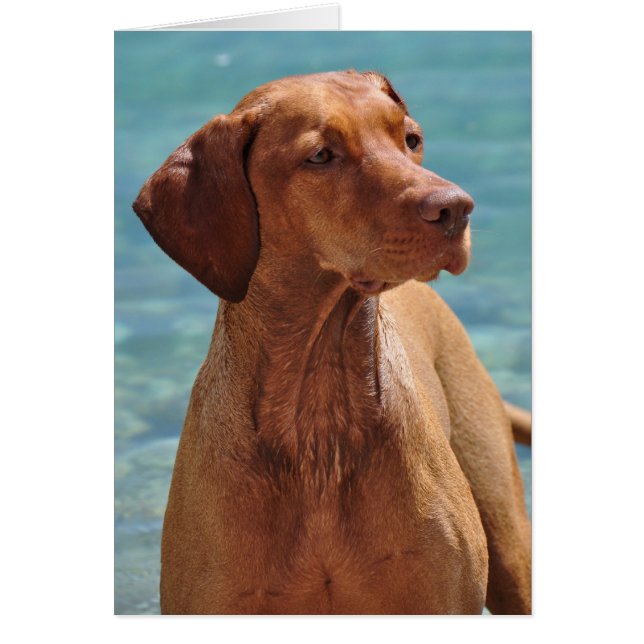 Magyar Vizsla Dog (Front)