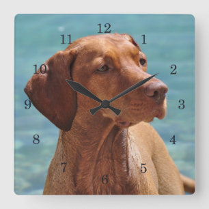 Magyar Vizsla Dog Square Wall Clock