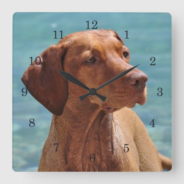 Magyar Vizsla Dog Square Wall Clock (Front)