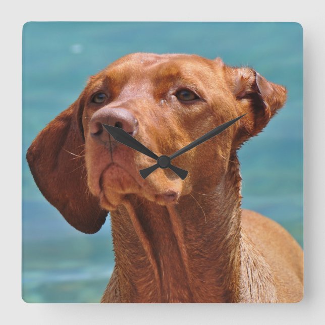 Magyar Vizsla Dog Square Wall Clock (Front)