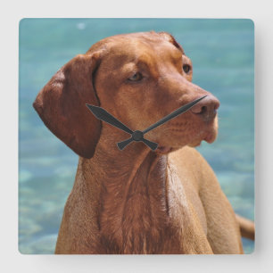 Magyar Vizsla Dog Square Wall Clock