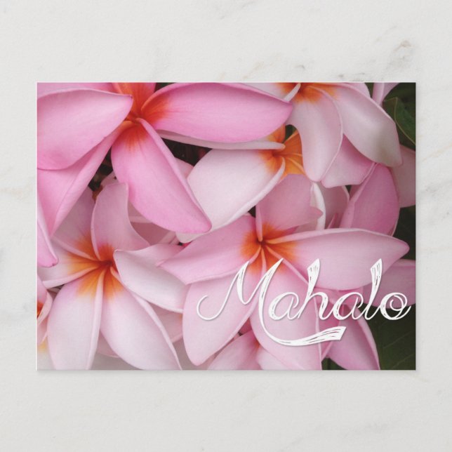 Mahalo Pink Plumeria Card (Front)