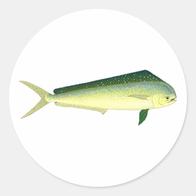 Mahi Mahi - Dolphin Fish Art Classic Round Sticker (Front)