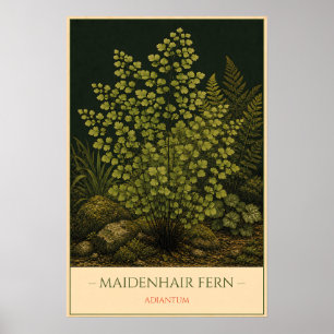 Maidenhair Fern Poster