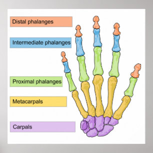 Main Bone Division Chart  of the Right Human Hand