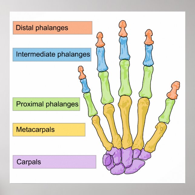 Main Bone Division Chart  of the Right Human Hand (Front)