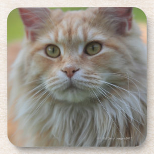 Main coon cat coaster
