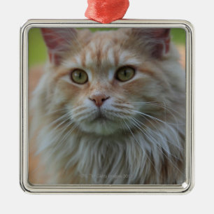 Main coon cat metal ornament