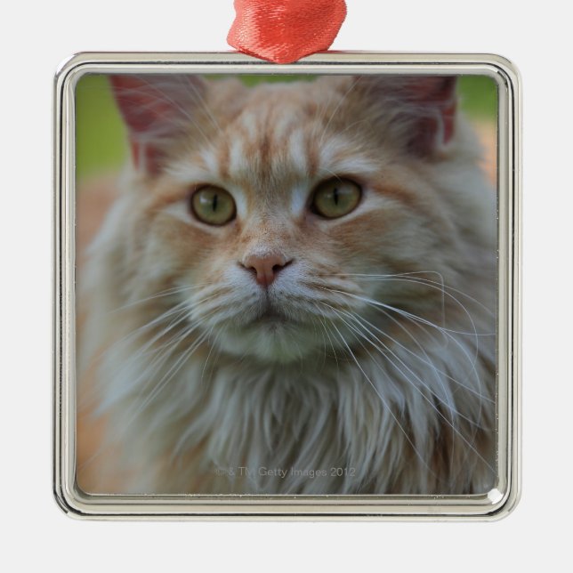 Main coon cat metal ornament (Front)