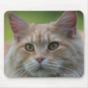Main coon cat mouse pad