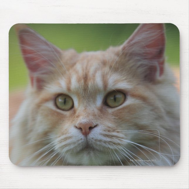 Main coon cat mouse pad (Front)