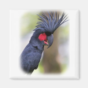 Main Palm COCKATOO Pet Bird Magnet