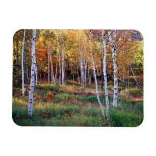 Maine, Acadia National Park, Autumn Magnet