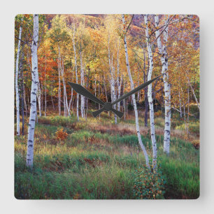 Maine, Acadia National Park, Autumn Square Wall Clock