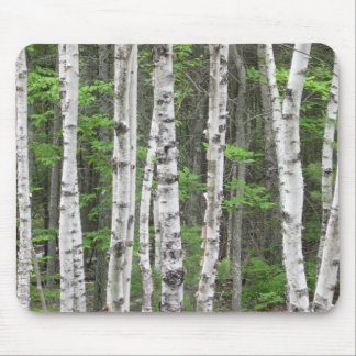 Maine Birch Grove Mouse Pad