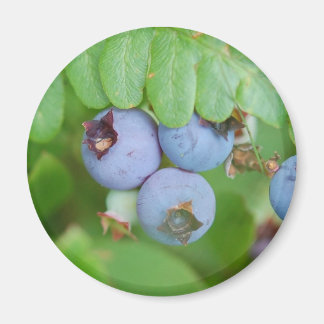Maine blueberries magnet