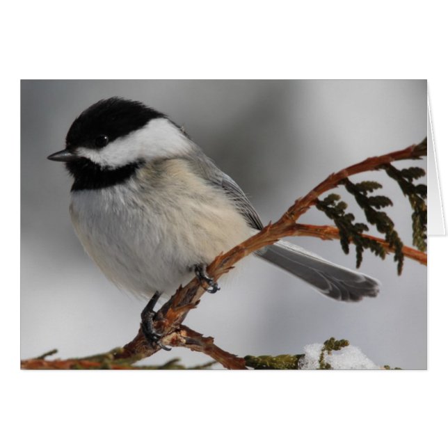 Maine Chickadee (Front Horizontal)