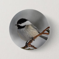 Maine Chickadee