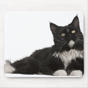 Maine Coon (15 months old) Mouse Pad