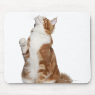 Maine Coon (6 months old) sitting and looking up Mouse Pad