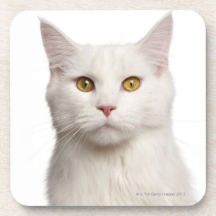 Maine Coon (8 months old) 2 Coaster