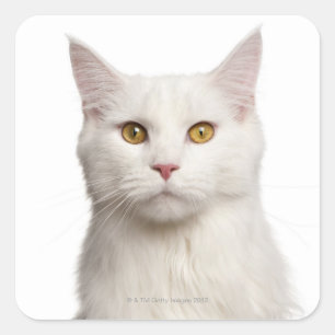Maine Coon (8 months old) 2 Square Sticker