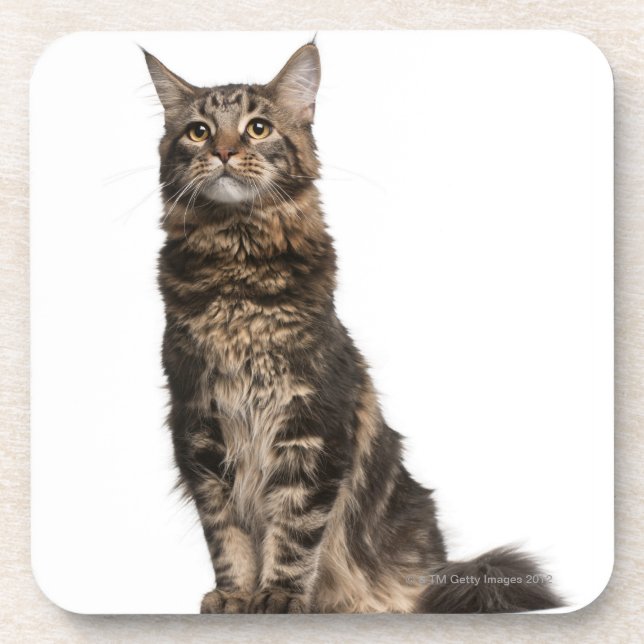 Maine Coon (8 months old) Coaster (Front)