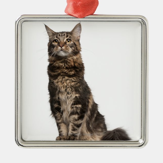 Maine Coon (8 months old) Metal Ornament (Front)