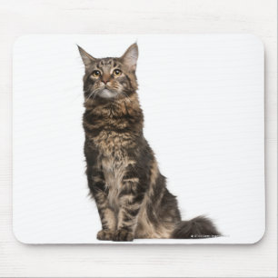 Maine Coon (8 months old) Mouse Pad