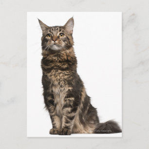 Maine Coon (8 months old) Postcard