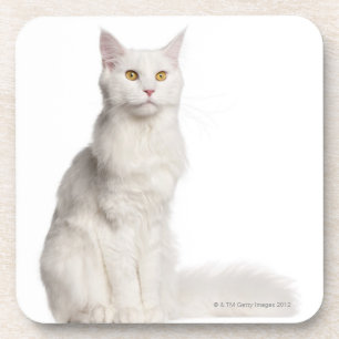 Maine Coon (8 months old) sitting Coaster