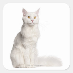Maine Coon (8 months old) sitting Square Sticker