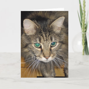 Maine coon card