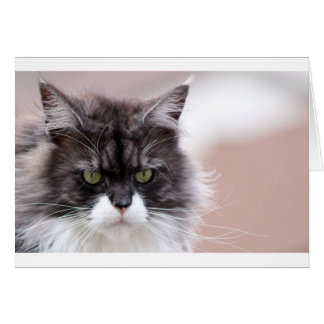 Maine Coon Cat
