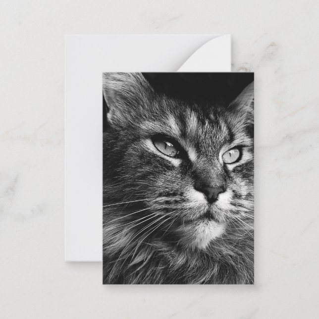 Maine coon cat 3.5 x 2.5 card (Front)