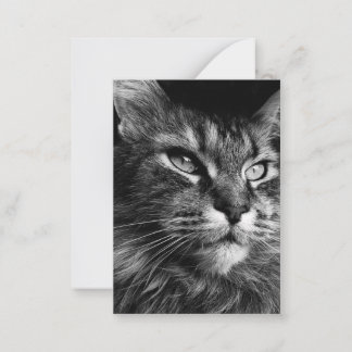 Maine coon cat 3.5 x 2.5 card