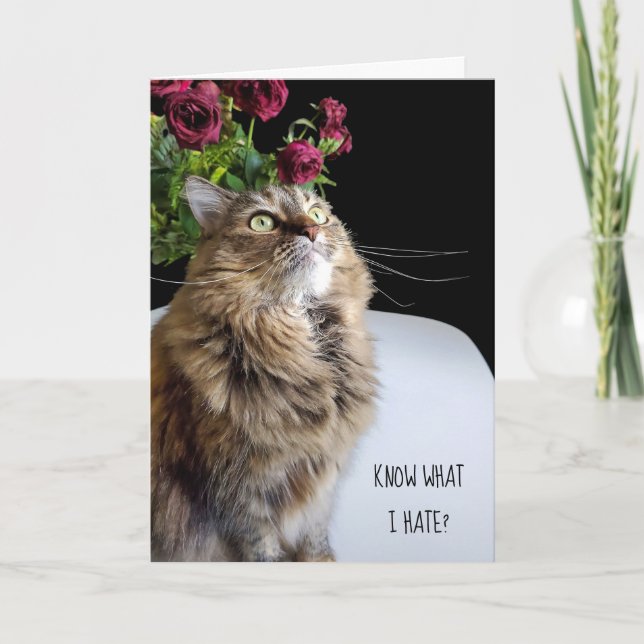 Maine Coon cat belated birthday Card (Front)