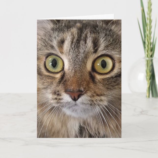 Maine Coon Cat Birthday Humour Card (Front)