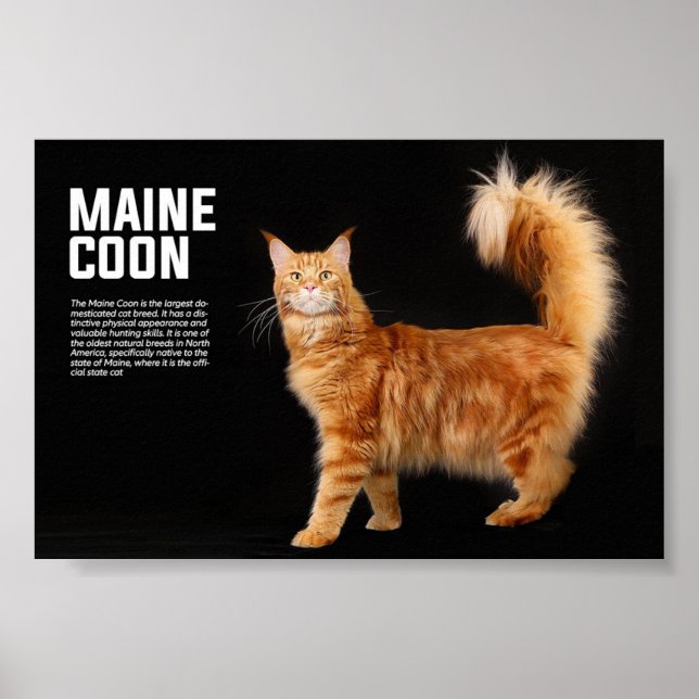 Maine Coon Cat Breed Poster (Front)