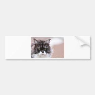 Maine Coon Cat Bumper Sticker