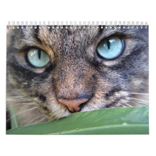 Maine Coon Cat Calendars