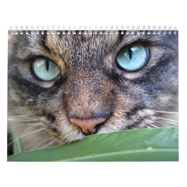 Maine Coon Cat Calendars (Cover)